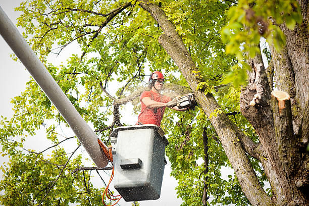 Best Emergency Tree Removal  in Union, OH